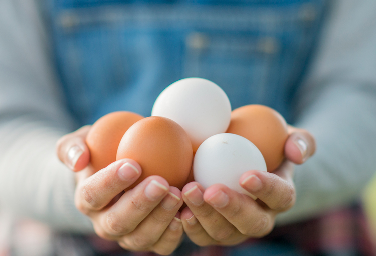 chicken eggs in hands