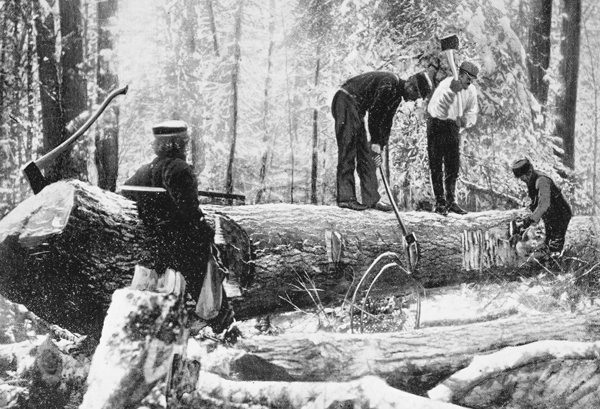 men standing on log chopping