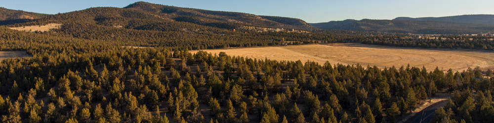field with trees