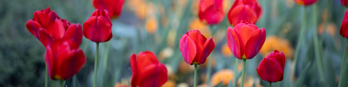 red tulips